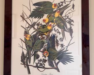 "Carolina Parrot," Vintage Audubon Print Featured in 1948/1949 Calendar. Measures 19" x 23" Overall. Photo 1 of 3. 