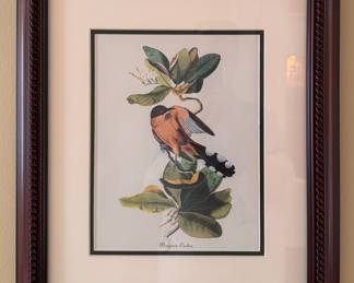 "Mangrove Cuckoo," Hand-Colored Engraving. Measures 16" x 18" Overall. 