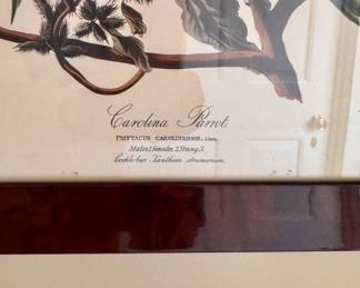 "Carolina Parrot," Vintage Audubon Print Featured in 1948/1949 Calendar. Measures 19" x 23" Overall. Photo 2 of 3. 