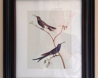 1970 Larousse Hummingbird Print. 