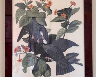 "White Crowned Pigeon," Vintage Audubon Print Featured in 1948/1949 Calendar. Measures 19" x 23" Overall. Photo 1 of 4. 