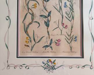 Vegetable System, Hand-Colored Engraving. Plate Lathyrus Vetchling by Sir John Hill. Circa 1769. Measures 23" x 29" Overall. Photo 2 of 4. 