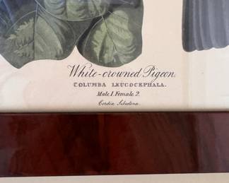 "White Crowned Pigeon," Vintage Audubon Print Featured in 1948/1949 Calendar. Measures 19" x 23" Overall. Photo 2 of 4. 