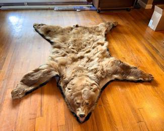 Authentic bear skin taxidermy rug, fifty years old