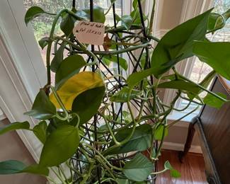 C7 - $35. Large House Plant growing up a trellis. 