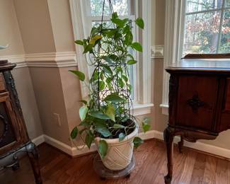 C7 - $35. Large House Plant growing up a trellis. 