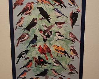 Backyard Birds of North America Educational Poster