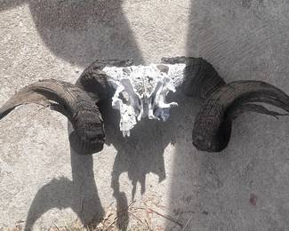 Col Ram Horns