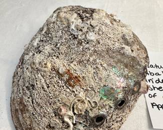#59 Natural Avalon iridescent shell/mother of pearl approximately 8 x 6” $ 20.00