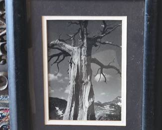 Framed Black and White Photograph of a Gnarled Juniper Tree in a Mountainous Landscape, possibly by Edward Weston or Ansel Adams