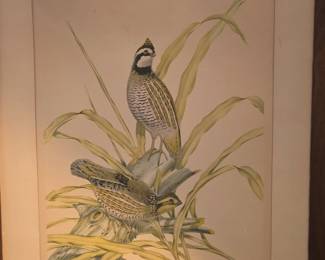 BobWhite Colinus Virginianus Virginianus Lithograph