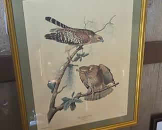 John James Audubon Redshouldered Hawk Offset Lithograph Print