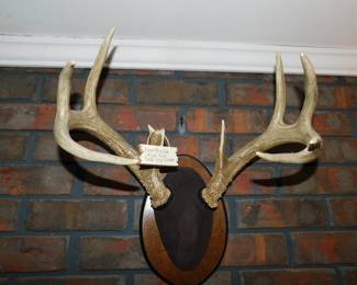 WHITE TAIL DEER ANTLER RACK MOUNTED
