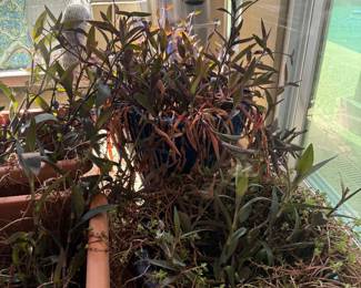 outdoor potted plants