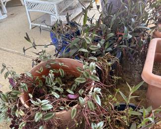 outdoor potted plants