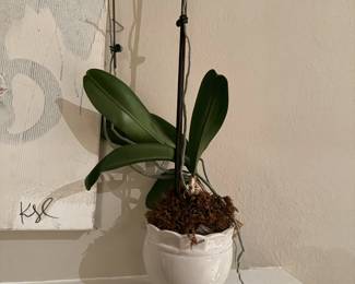 potted orchid