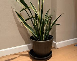 house plant and pot