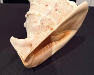 Conch shell