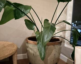 Large potted house plant