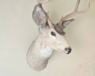 Deer Mount