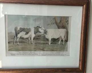 Framed antique hand-colored engraving titled "Veaux Hollandais-Cotentin et Flamand" (Dutch-Cotentin and Flemish Calves)