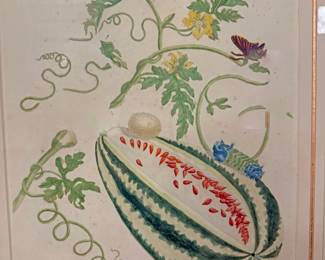 botanical print titled "Melon d’Eau" (The Watermelon), created by the renowned 17th-century naturalist and artist Maria Sibylla Merian