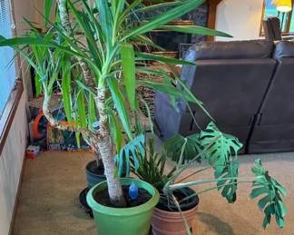 Four Potted Plants