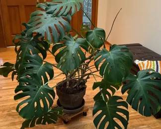 Monstera Deliciosa Potted Plant