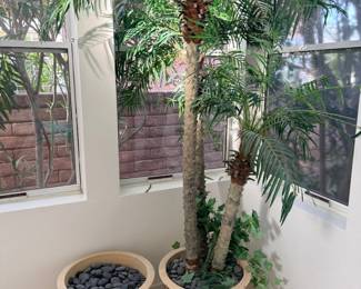 large plants in planters