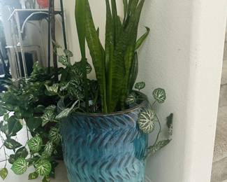 vase and real plant