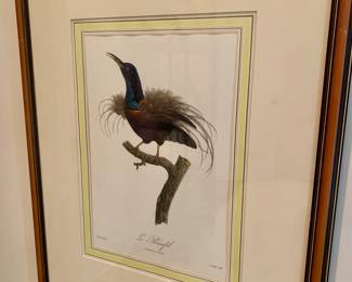 early print "Le Promefil" by noted illustrator Francois Levaillant