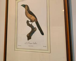 early print of "L'Aracari Baillon" by noted illustrator Jacques Barraband