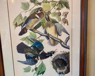 large framed print of "Wood Ducks" by John James Audubon