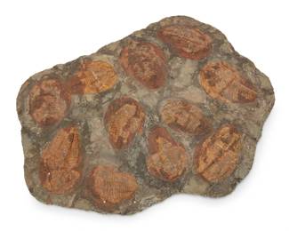 2056 A trilobite fossil specimen Circa Paleozoic Era; Morocco Comprising eleven trilobite fossils in a matrix 29" H x 37" W x 2.25" D Estimate: $100 - $200