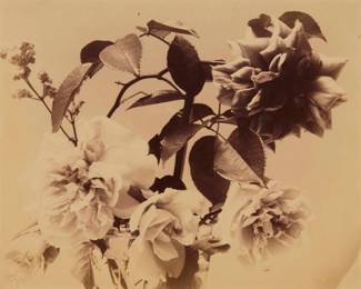 2391 Attributed To Adolphe Braun (1812-1877) "Roses," circa 1860s Albumen print on paper Appears unsigned; titled and dated on a label affixed to the frame's backing paper Sight: 8.75" H x 11" W Estimate: $500 - $700