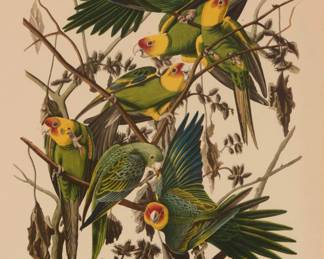 2200 After John James Audubon (1785-1851) "Carolina Parrot," reproduction of plate 26 from "The Birds of America" by Robert Havell, 1827-38 Offset lithograph in colors on paper From the edition of unknown size and date With the original artist's, engraver's, printer's, and publisher's names, as well as the title of the original engraved version, all reproduced below the image as part of the offset lithographic process Sight: 18.25" H x 14.25" W Estimate: $300 - $500