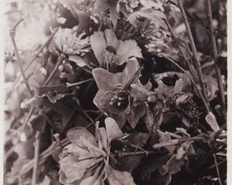 2388 Jerry Uelsmann (1934-2022) "Flowers, Holy Land USA," 1998 Photograph on paper Signed, titled, and dated in pencil, in the lower margin: Jerry Uelsmann 1998 Image: 6" H x 6" W; Sight: 8.75" H x 7.75" W Estimate: $800 - $1,200