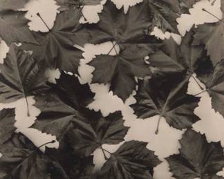2389 Les Frères Séeberger (19th/20th century) Leaves, circa 1920 Photograph on paper From the edition of unknown size Annotated in pencil by an unknown hand (now partially abraded) on a label affixed to the frame's backing paper: Seeberger Freres / France / c. 1*20 Sight: 5.75" H x 4" W Estimate: $300 - $500
