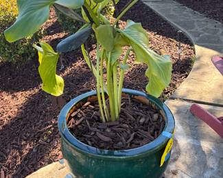 potted white calla lily