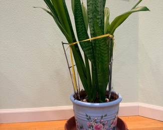 41 HappyHealthySnakePlant