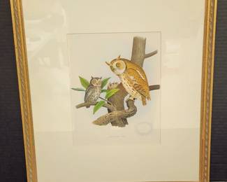 Antique Mottled Owl, It's Nest and Eggs from Thomas Gentry's 1882 Publication "Nests and Eggs of Birds of The United States