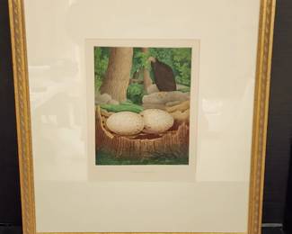 Turkey Buzzard from Thomas Gentry's 1882 Publication "Nests and Eggs of Birds of The United States"