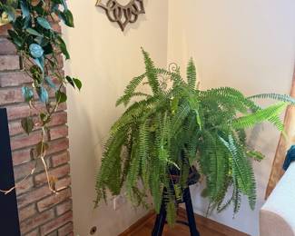 Large Boston Fern 