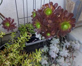 Various Succulents