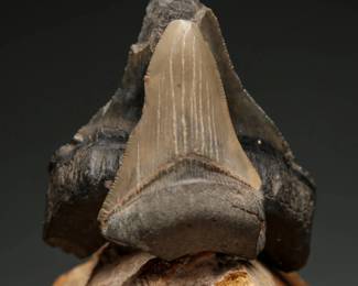Megalodon Shark Teeth Fossils