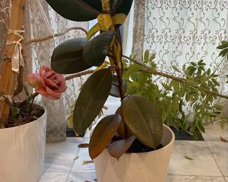 Ficus Elastica Burgundy Burgundy Rubber Plant