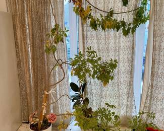 Schefflera Arboricola Nora Plant with Decorative Trellis