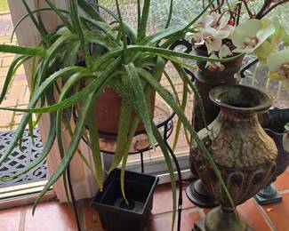 Plants & Planters Galore!