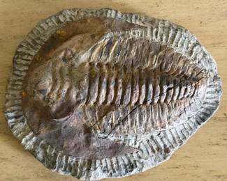 Triclobite Fossil Moroco