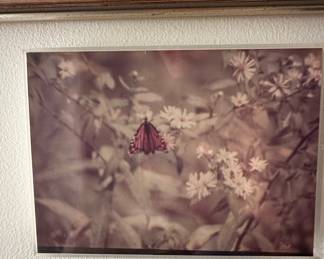 Monarch Butterfly on Flowers Photograph